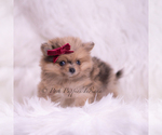 Small #4 Pomeranian