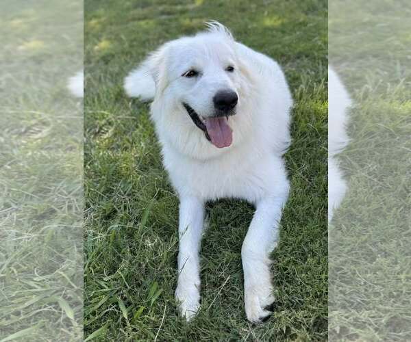 Medium Photo #2 Great Pyrenees Puppy For Sale in Dallas, TX, USA