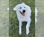 Small #1 Great Pyrenees