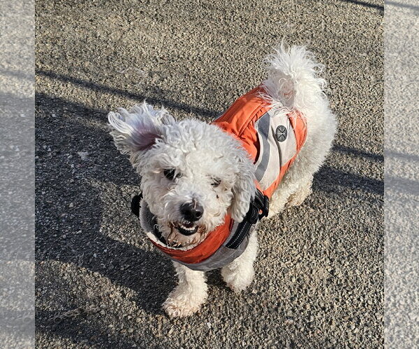 Medium Photo #8 Bichon Frise Puppy For Sale in Bloomingdale, NJ, USA