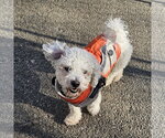 Small #7 Bichon Frise