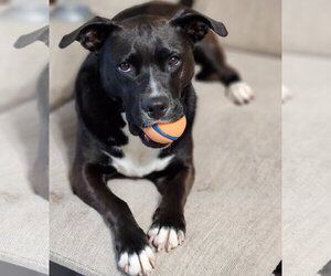 Ember - Female American Staffordshire Terrier-Unknown Mix Dog for Adoption - Photo #23