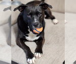 Small Photo #23 American Staffordshire Terrier-Unknown Mix Puppy For Sale in Rosenberg, TX, USA