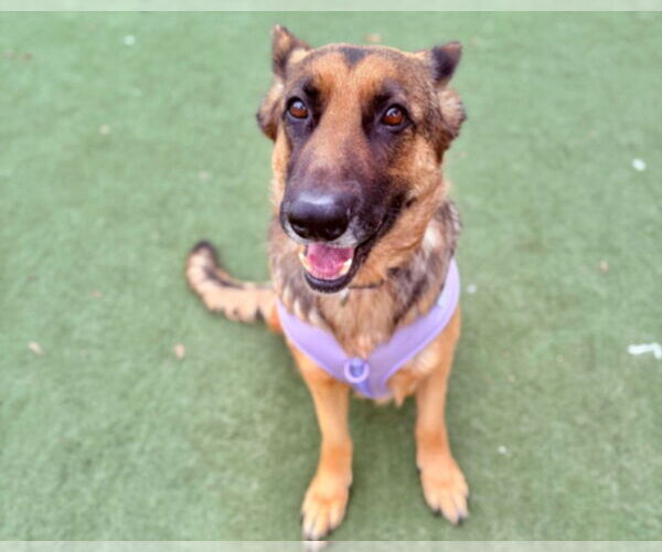Medium Photo #3 German Shepherd Dog Puppy For Sale in Martinez, CA, USA
