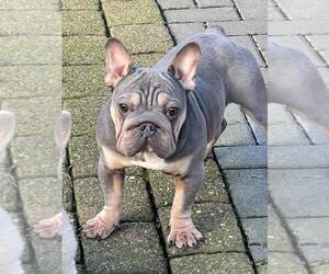French Bulldog Puppy for sale in LAKE MARY, FL, USA