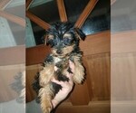Small Photo #3 Yorkshire Terrier Puppy For Sale in SPENCER, TN, USA