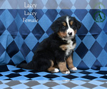 Small Photo #71 Bernese Mountain Dog Puppy For Sale in HARRISONBURG, VA, USA