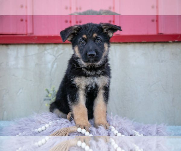 Medium Photo #14 German Shepherd Dog Puppy For Sale in FREDERICKSBURG, OH, USA