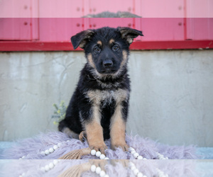 Medium German Shepherd Dog