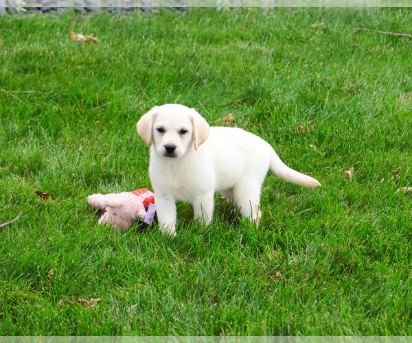 Medium Photo #7 Labrador Retriever Puppy For Sale in SYRACUSE, IN, USA