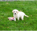 Small #6 Labrador Retriever
