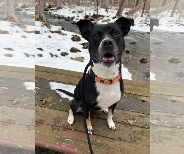 Medium Photo #2 Mutt Puppy For Sale in Rockaway, NJ, USA