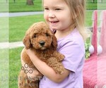 Small #1 Goldendoodle (Miniature)