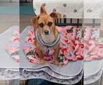 Small #2 Chihuahua Mix