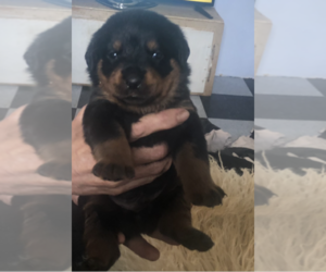 Rottweiler Puppy for sale in HARDY, VA, USA