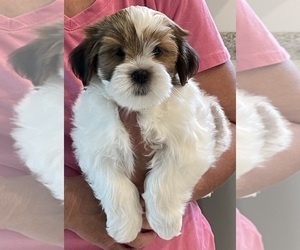 Lhasa Apso Puppy for sale in BAKER, FL, USA