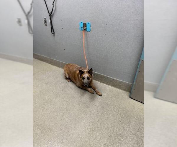 Medium Photo #1 Australian Shepherd-Unknown Mix Puppy For Sale in Las Vegas, NV, USA