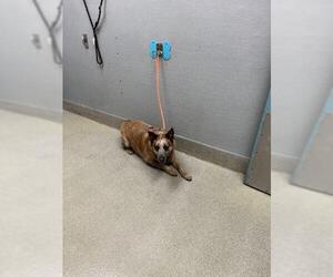 Australian Shepherd-Unknown Mix Dogs for adoption in Las Vegas, NV, USA