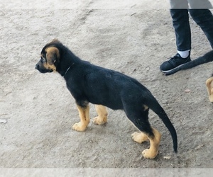 German Shepherd Dog Puppy for sale in SAN JUAN, TX, USA
