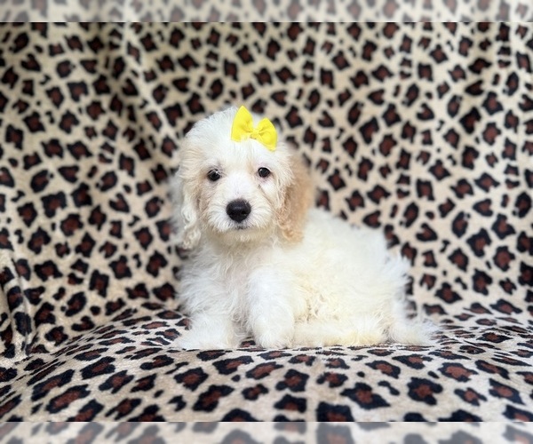 Medium Photo #6 Cock-A-Poo Puppy For Sale in LAKELAND, FL, USA
