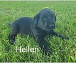 Puppy 5 Labrador Retriever