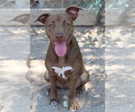 Small #1 American Pit Bull Terrier-Pointer Mix