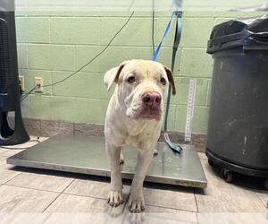 American Staffordshire Terrier-Unknown Mix Dogs for adoption in Grand Prairie, TX, USA