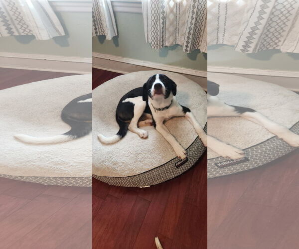 Medium Photo #10 Border Collie-Unknown Mix Puppy For Sale in Mount Laurel, NJ, USA