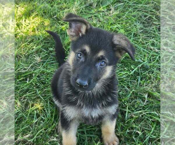 Medium Photo #1 German Shepherd Dog Puppy For Sale in RIGA, MI, USA