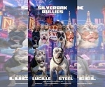 Small #1 American Bully