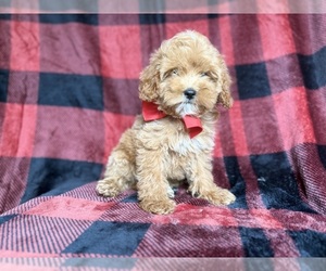 Cockapoo (Miniature) Puppy for sale in LAKELAND, FL, USA