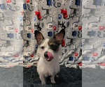 Small #1 Shih Tzu Mix