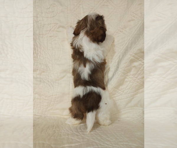 Medium Photo #3 Shih Tzu Puppy For Sale in ALLENSVILLE, KY, USA