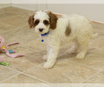 Small Photo #8 Cavapoo Puppy For Sale in BAY VIEW, WI, USA