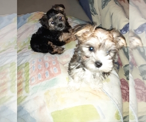 Morkie Puppy for sale in COLUMBUS, OH, USA