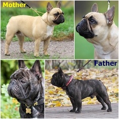 Father of the French Bulldog puppies born on 08/04/2016