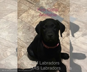 Labrador Retriever Puppy for sale in PINON HILLS, CA, USA