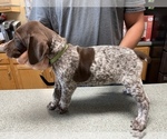 Small Photo #8 German Shorthaired Pointer Puppy For Sale in ALBEMARLE, NC, USA