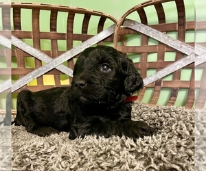 Labradoodle Puppy for sale in MIDDLESEX, NC, USA