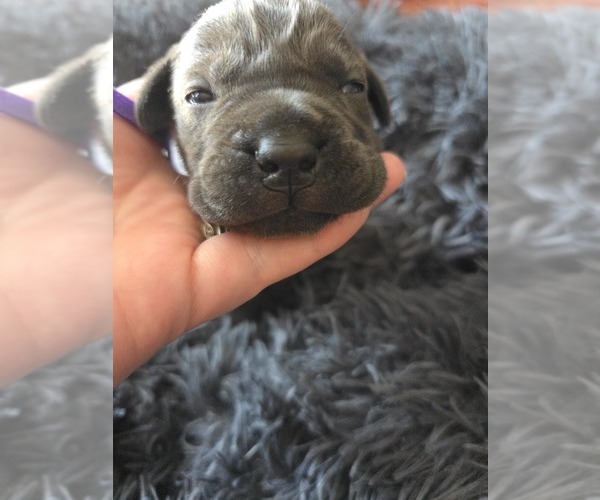 Medium Photo #5 Cane Corso Puppy For Sale in HENRY, VA, USA