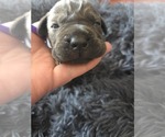 Small #4 Cane Corso