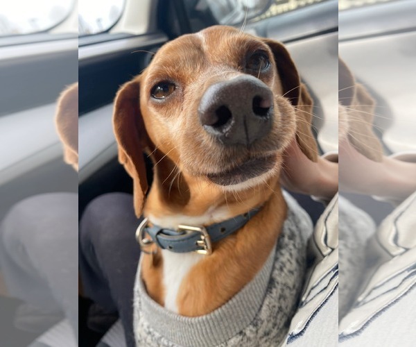 Medium Photo #4 Italian Greyhound-Unknown Mix Puppy For Sale in Uwchlan, PA, USA