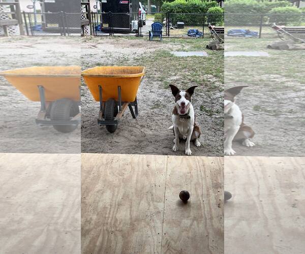 Medium Photo #4 Bull Terrier-Unknown Mix Puppy For Sale in Spring Lake, NJ, USA