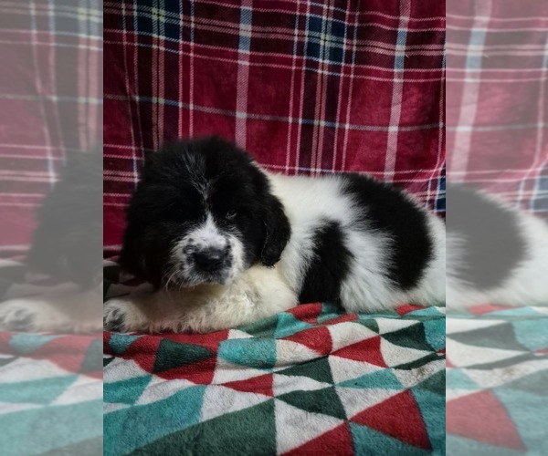 Medium Photo #4 Newfoundland Puppy For Sale in AURORA, IN, USA