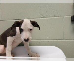 Mutt Dogs for adoption in Tulsa, OK, USA