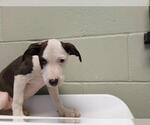 BURNT ENDS - Female Mutt Dog for Adoption - Small photo