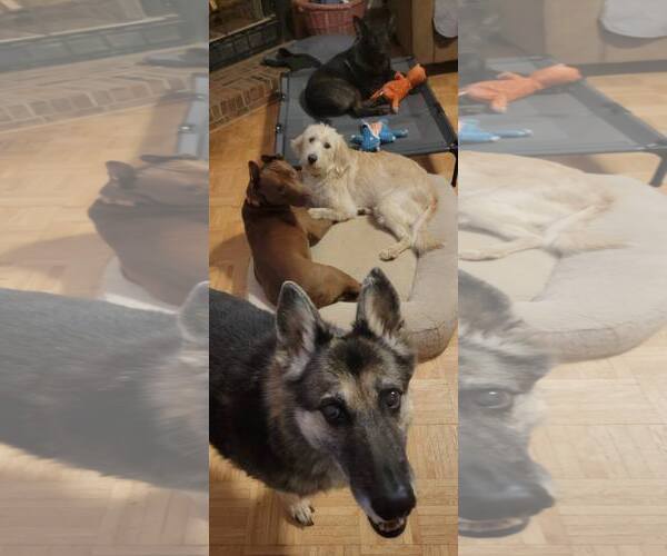 Medium Photo #7 Goldendoodle Puppy For Sale in Arlington, VA, USA