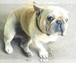 Small French Bulldog