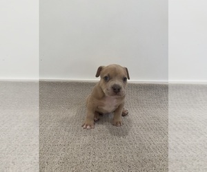 Medium American Bully