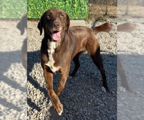 Medium Photo #1 German Shorthaired Lab Puppy For Sale in Santa Cruz, CA, USA